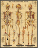 Chargez l'image dans le visionneur de galerie, Skeletal System 1000 Pièces - Cavallini &amp; Co