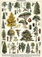 Chargez l'image dans le visionneur de galerie, Arboretum 1000 Pièces - Cavallini &amp; Co