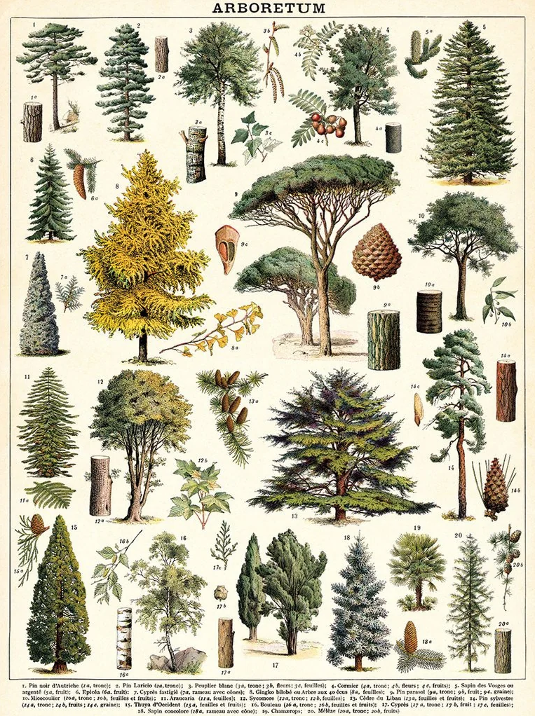 Arboretum 1000 Pièces - Cavallini & Co