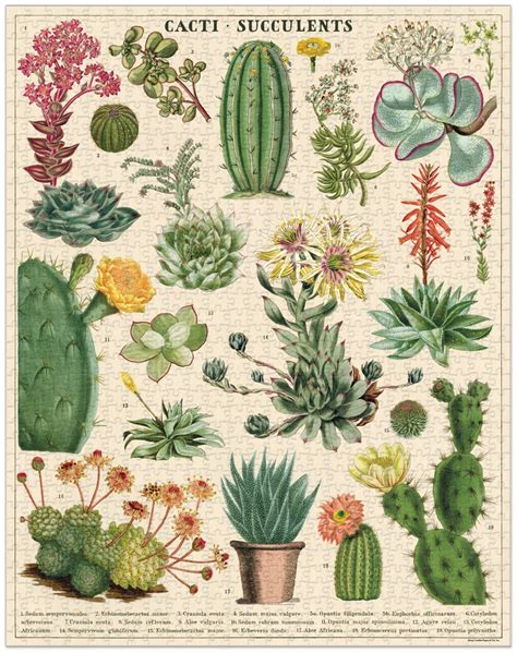 Cacti & Succulents 1000 Pièces - Cavallini & Co